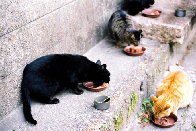 竹内いつか 写真#4887