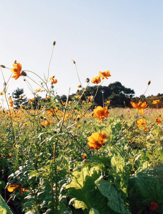 竹内いつか #9736