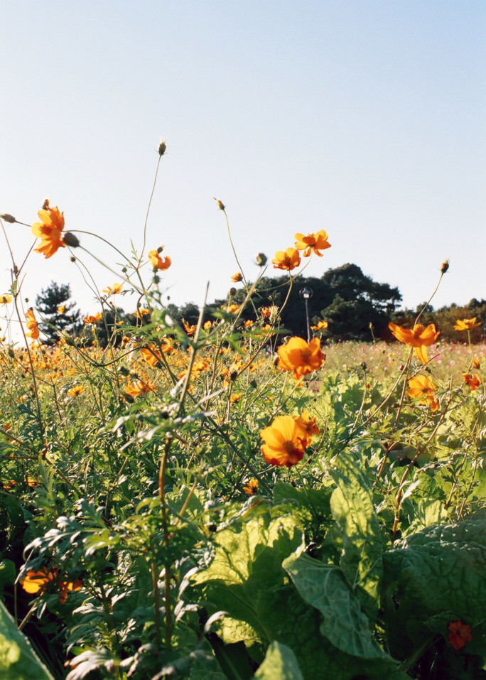 竹内いつか #9736